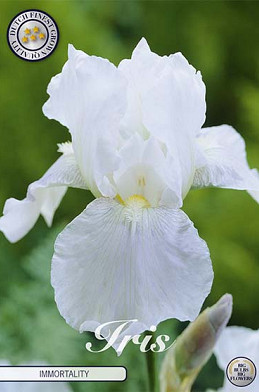 Iris Germanica Immortality x1 I