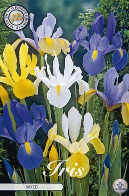 Iris Hollandica Gemengd x 10 8/9