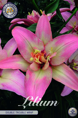 Lilium Asiatic Double Trouble Wrap x 2 16/18