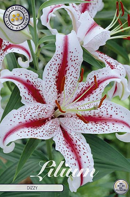 Lilium Big Smile x 2 16/18