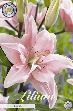 Lilium Elodie x 2 16/18