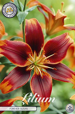 Lilium Forever Susan x 2 16/18