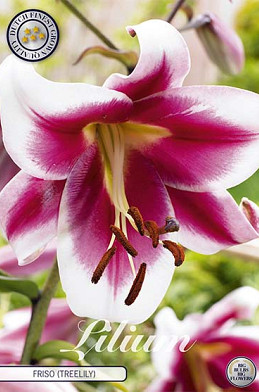 Lilium Friso x 2 16/18