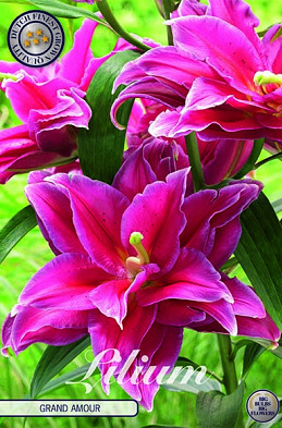 Lilium Grand Amour x 2 16/18