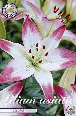 Lilium Lollypop x 2 16/18