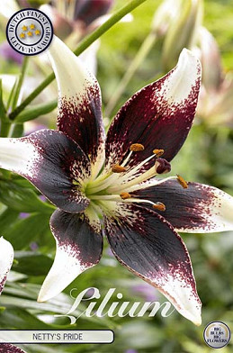 Lilium Netty's Pride x 2 16/18