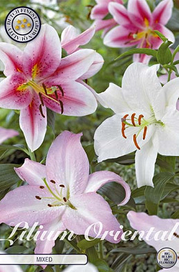 Lilium Oriental Mixed x 3 16/18