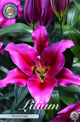 Lilium Oriental Touchstone x 2 16/18