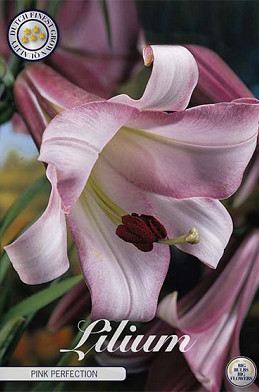 Lilium Pink Perfection x 2 16/18