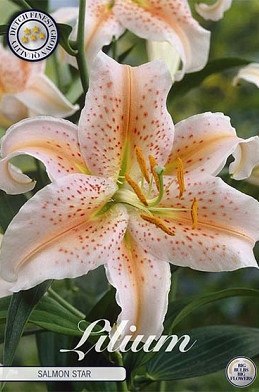 Lilium Salmon Party x 2 16/18