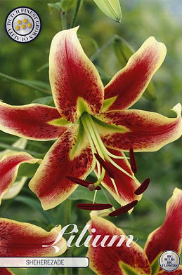 Lilium Sheherazade x 2 16/18