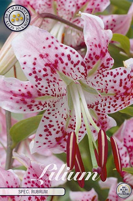 Lilium Spec. Rubrum x 2 16/18