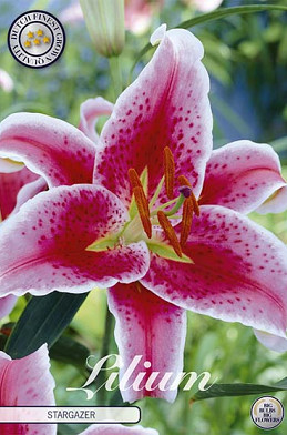 Lilium Stargazer x 2 16/18