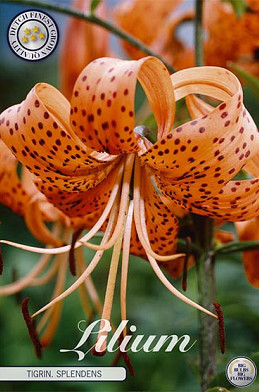 Lilium Tigriin. Splendens x 2 16/18