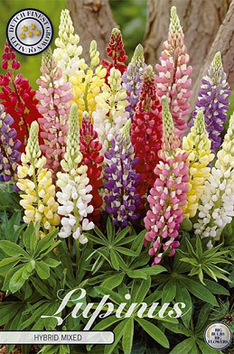 Lupinus Hybride Mixed x3 I .