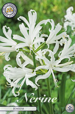 Nerine Bowdenii x 2 12/14