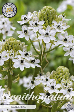 Ornithogalum Saundersiae x 2 16/18