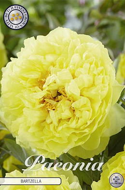 Paeonia Bartzella x1 I