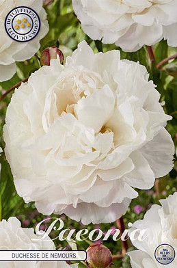 Paeonia Duchesse de Nemours x1 I