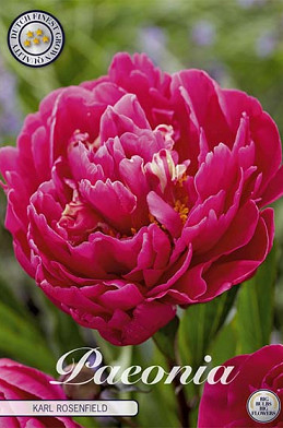 Paeonia Karl Rosenfield x1 I