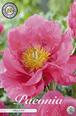 Paeonia Paula Fay x1 I