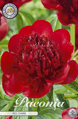 Paeonia Red Charm x1 .