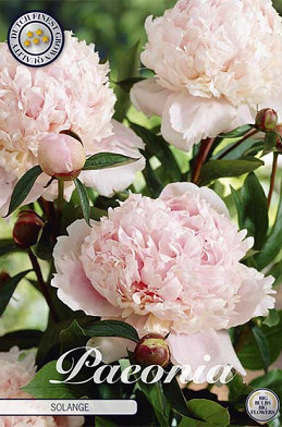 Paeonia Solange x1 I