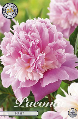 Paeonia Sorbet x1 I