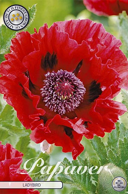 Papaver Ladybird x1 I .