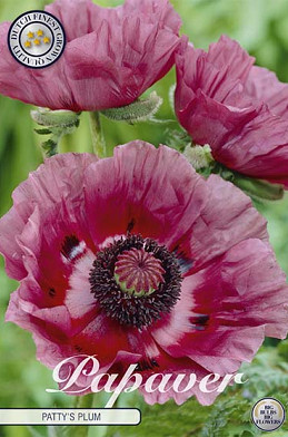 Papaver Patty's Plum x1 I .