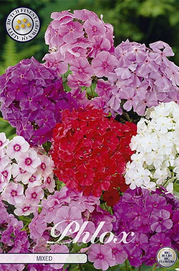 Phlox Mixed x3 I .