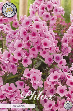 Phlox Pink 1 I .