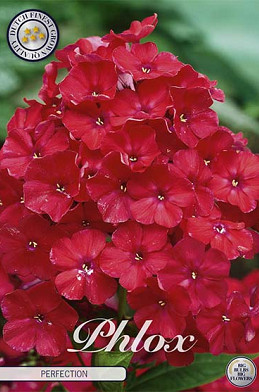 Phlox Red 1 I .