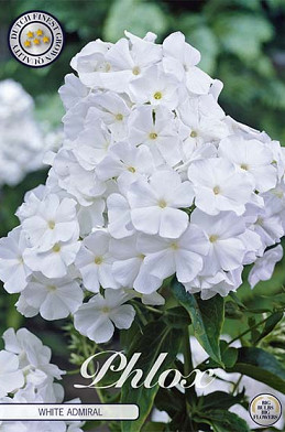 Phlox Wit 1 I .