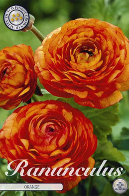 Ranunculus Orange x 10 6/7