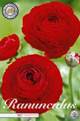 Ranunculus Red x 10 6/7