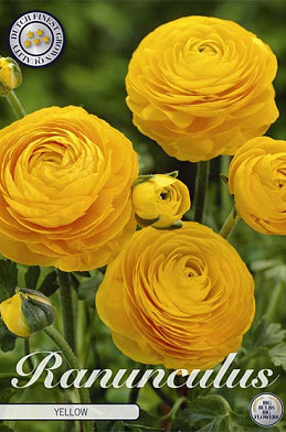 Ranunculus Yellow x 10 6/7