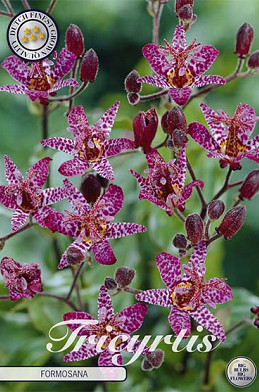 Tricyrtis Formosana 2 I .