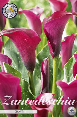 Zantedeschia Chianti x 1 14/16