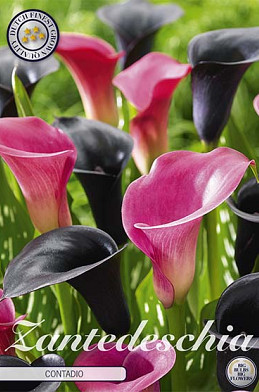 Zantedeschia Contadio x 2 14/16