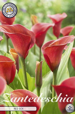 Zantedeschia Red Sox x 1 14/16