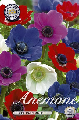 Anemone De Caen Mix x 50  5/6