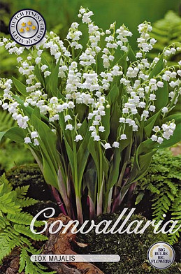 Convallaria x 10 I .