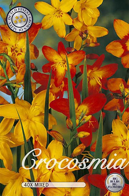 Crocosmia Mix x 40  6/7