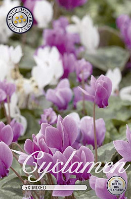 Cyclamen Hederifolium Mixed x 5  13/15