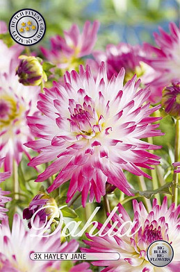 Dahlia Cactus Hayley Jane x 3 I .