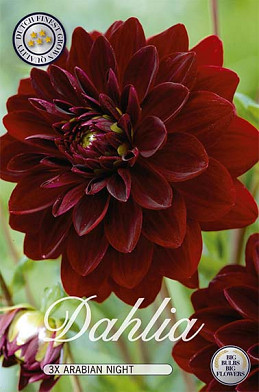 Dahlia Deco. Arabian Night x 3 I .