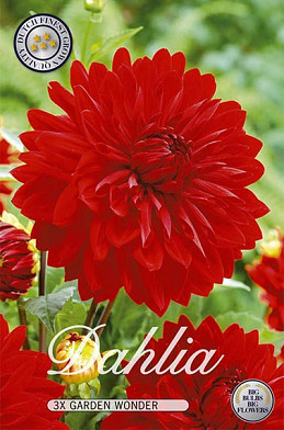 Dahlia Deco. Garden Wonder x 3 I .