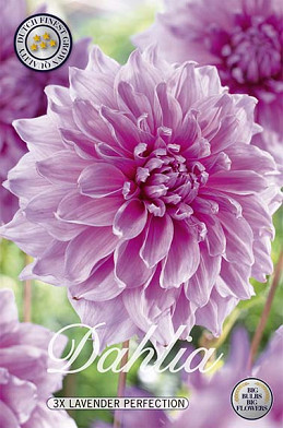 Dahlia Deco. Lavender Perfection x 3 I .