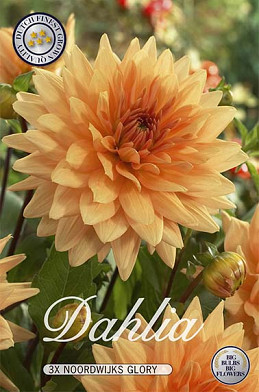 Dahlia Deco. Noordwijks Glory x 3 I .